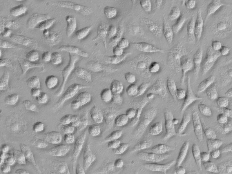 小鼠巨噬细胞 mma-bm